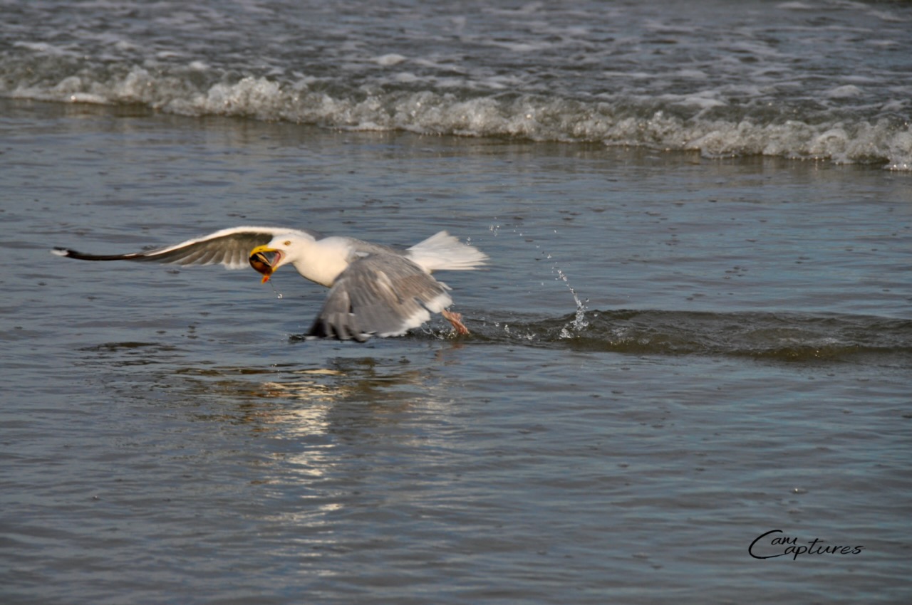 A gull lifting off from the ocean